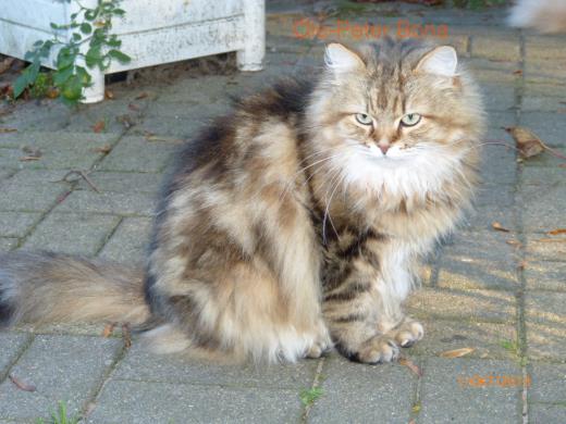 Sibirische Katzen Spirit of New Heaven´s Catjusha