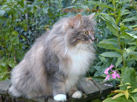 Sibirische Katzen Hetty von der Gronau