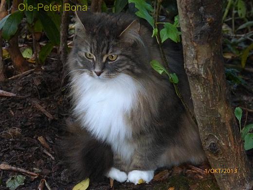 Sibirische Katzen Hetty von der Gronau