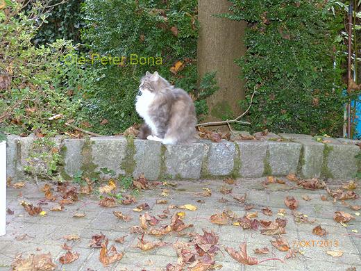 Sibirische Katzen Hetty von der Gronau