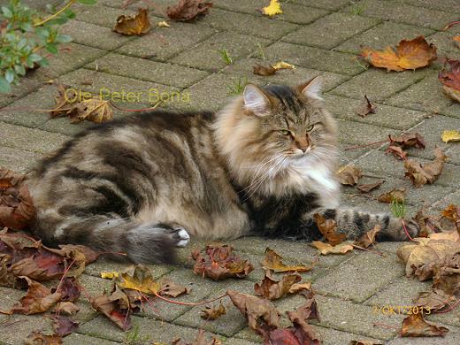 Sibirische Katzen Max von der Gronau