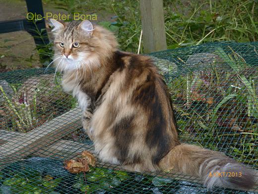 Sibirische Katzen Moritz von der Gronau