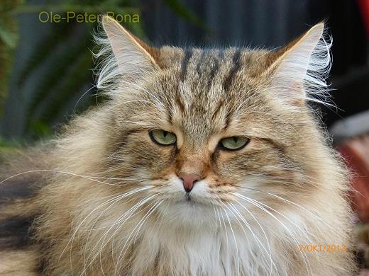 Sibirische Katzen Spirit Moritz von der Gronau