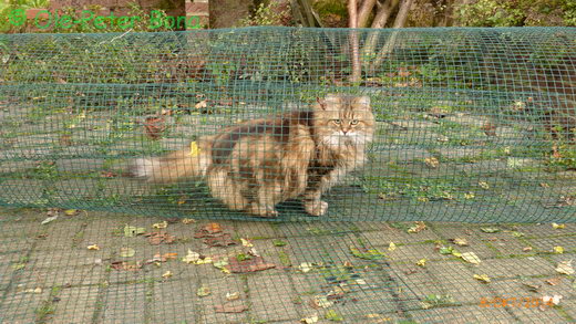 Sibirische Katzen Max von der Gronau