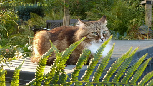 Sibirische Katzen Fadejew vom Schloßpavillon