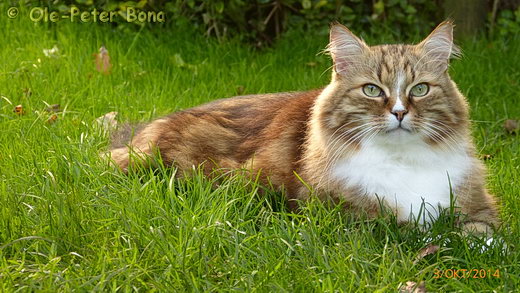 Sibirische Katzen Fadejew vom Schloßpavillon