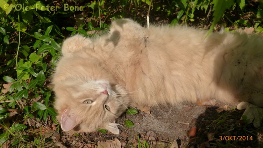 Sibirische Katzen Floris von der Gronau