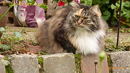 Sibirische Katzen Spirit Hela von der Gronau