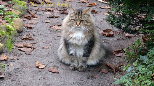 Sibirische Katzen Max von der Gronau