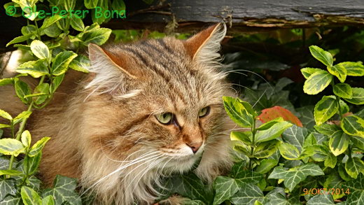 Sibirische Katzen Moritz von der Gronau