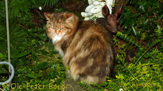  Sibirische Katzen Max von der Gronau