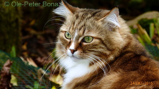 Sibirische KatzenMoritz von der Gronau