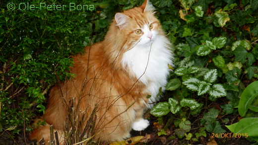 Sibirische Katzen Moritz von der Gronau