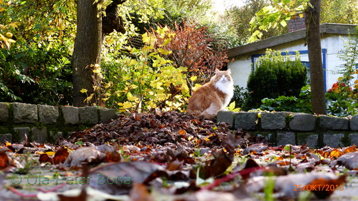 Sibirische Katzen Hetty von der Gronau