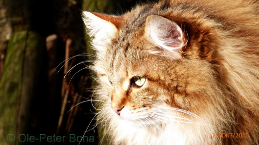 Sibirische Katzen Floris von der Gronau