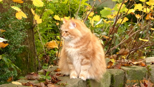 Sibirische Katzen Zaimka Avos