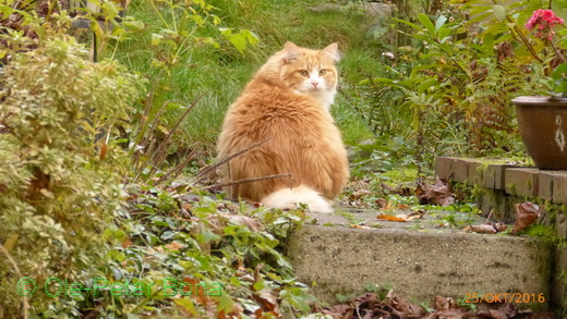 Sibirische Katzen Katrinchen von der Gronau