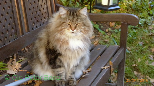 Sibirische Katzen Max von der Gronau