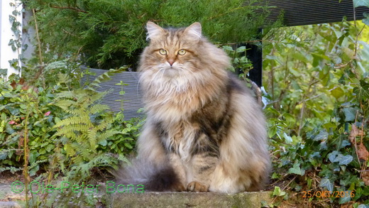 Sibirische Katzen Moritz von der Gronau