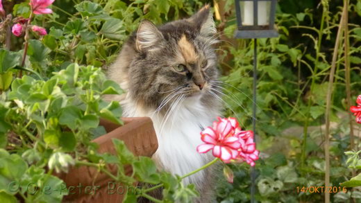 Sibirische Katzen Hela von der Gronau