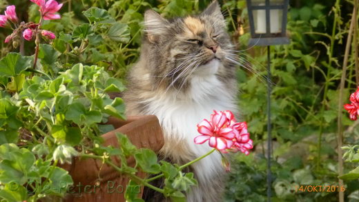 Sibirische Katzen Hela von der Gronau