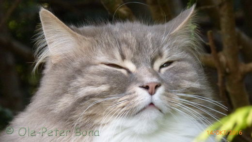 Sibirische Katzen Hetty von der Gronau