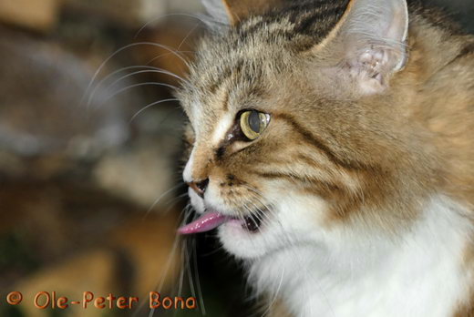 Sibirische Katzen Fadejew vom Schloßpavillon