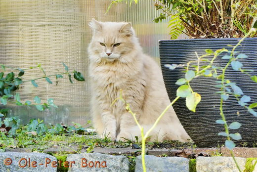 Sibirische Katzen Floris von der Gronau