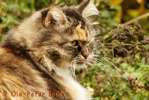 Sibirische Katzen Hela von der Gronau