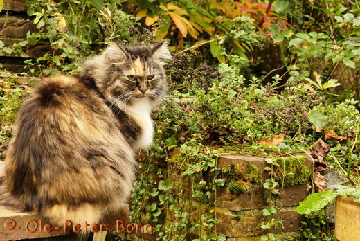 Sibirische Katzen Hela von der Gronau