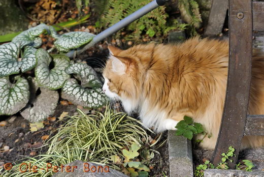 Sibirische Katzen Katrinchen von der Gronau