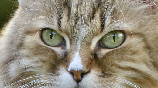 Sibirische Katzen Fadejew vom Schloßpavillon