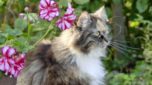 Sibirische Katzen Hela von der Gronau