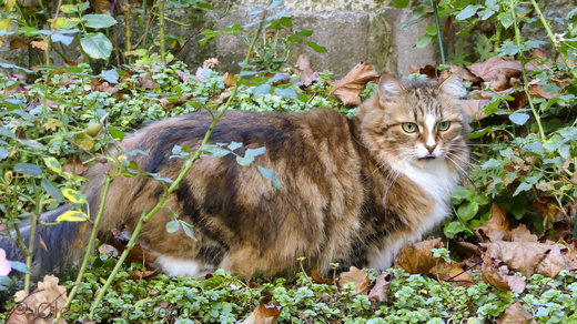 Sibirische Katzen Jule von der Gronau