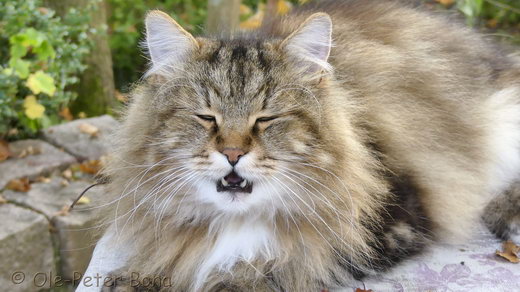 Sibirische Katzen Max von der Gronau