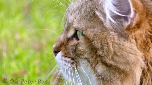  Sibirische Katzen Moritz von der Gronau