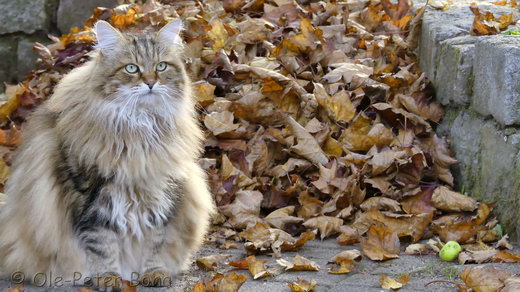  Sibirische Katzen Moritz von der Gronau