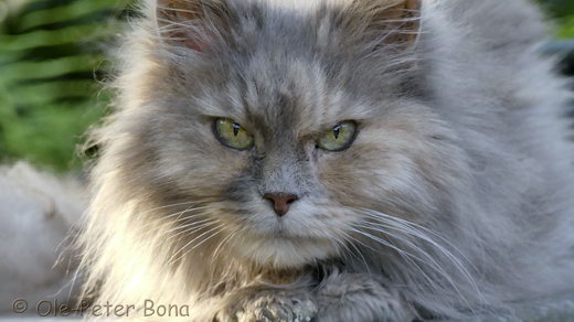 Sibirische Katze Yanisha von der Gronau Sibirische Katze