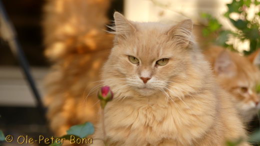 Sibirische Katzen Floris von der Gronau