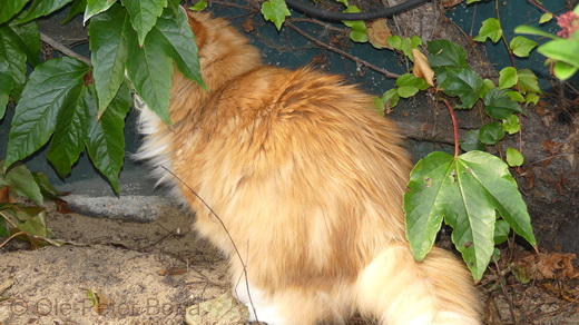 Sibirische Katzen Katrinchen von der gronau