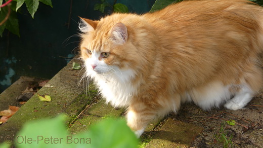 Sibirische Katzen Katrinchen von der gronau