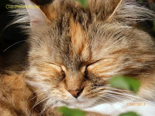 Sibirische Katzen Gwenja von der Gronau