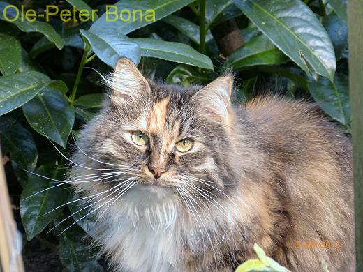 Sibirische Katzen Hela von der Gronau