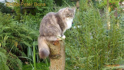 Sibirische Katzen Zaimka Avos und Max von der Gronau