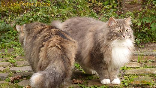 Sibirische Katze Floris von der Gronau