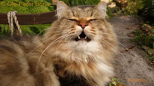 Sibirische Katzen Fadejew vom Schloßpavillon