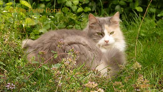 Sibirische Katzen Gwenja von der Gronau