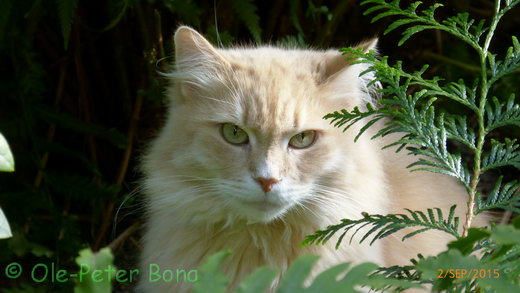 Floris von der Gronau Sibirische Katze