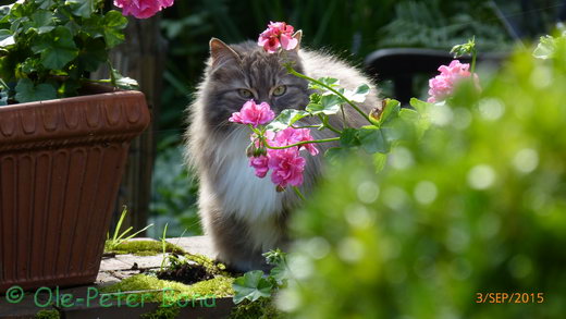 Sibirische Katzen Moritz von der Gronau