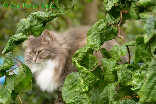 Sibirische Katzen Hetty von der Gronau